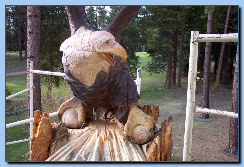 2-13 eagle  perched, half-spread wings-archive-0005